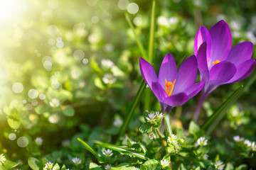 Bunch of flowers with crocuses