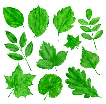 Green leaves vector set