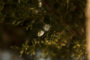 Spring is at the door. Snow on fir tree leaf melting day by day.
