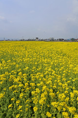 Fototapeta premium 菜の花畑