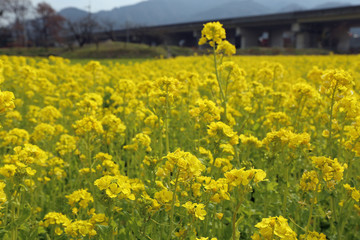 菜の花畑