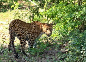 Sri Lankan leopard,  Panthera pardus kotiya,   wildlife