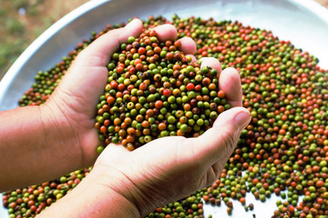 Paper beans in hands.