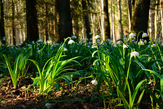 Spring snowflake flowers (Leucojum vernum) blooming in sunset. Early spring snowflake flowers in march. First flowers in springtime. Closeup of white spring snowflake in the forest.