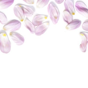 Pink Tulip Petals On White Background