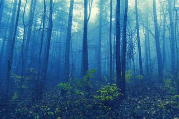 misty forest in the morning 