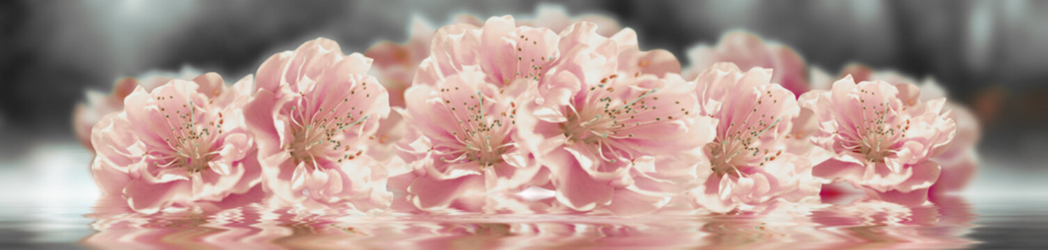 Sakura flower banner