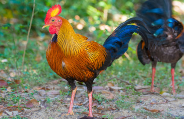 Sri Lankan Jungle Fowl. Sri Lankan jungle fowl is a member of the Galliformes bird order that is endemic to Sri Lanka where it is the national bird