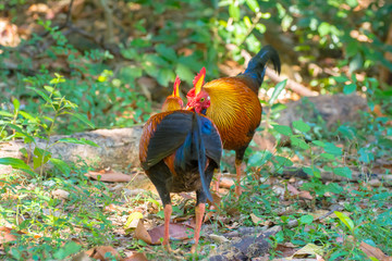Fototapeta premium Sri Lankan Jungle Fowl. Sri Lankan jungle fowl is a member of the Galliformes bird order that is endemic to Sri Lanka where it is the national bird
