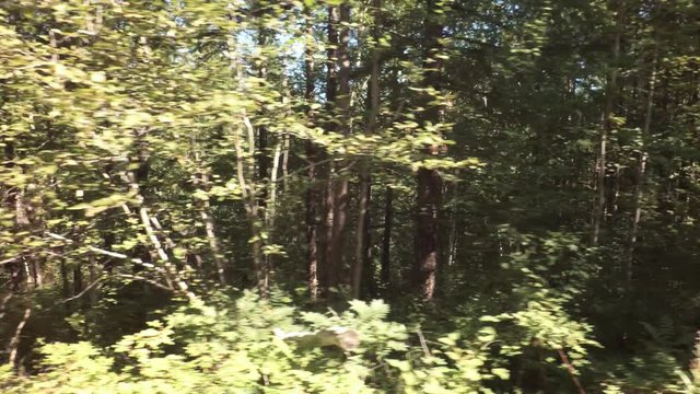 Summer impassable taiga in Klyuchevskoy Nature Park stock footage video