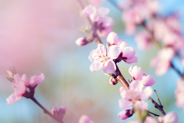 Spring Tree Blossoms Background - Nature Background - Blooming Flowers