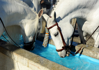 Pareja de caballos blancos bebiendo agua en el abrevadero