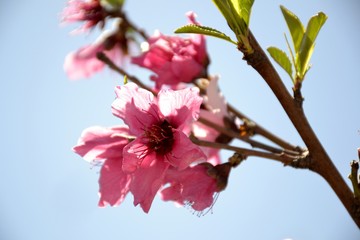 Details of wild blossoming peach tree and leaves