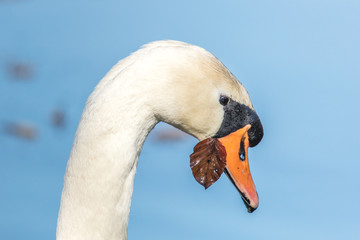 schwan mit blattschmuck
