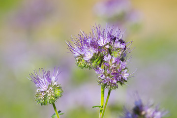 Blossom phacelia flowers