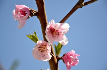 Details of wild blossoming peach tree and leaves