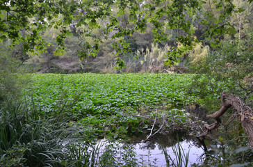 Etang de nénuphars pas encore en fleur