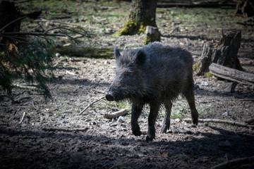 Naklejka premium Wildschwein auf Beutezug