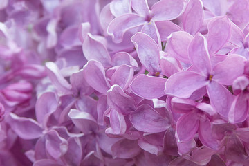 Macro image of spring lilac violet flowers