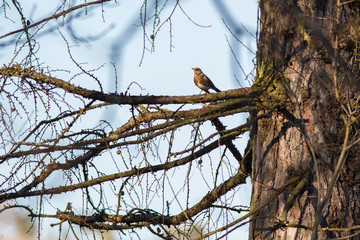 Fildfare branched against a background of old wood larch. Fildfare sitting on an old branch of a large tree larch