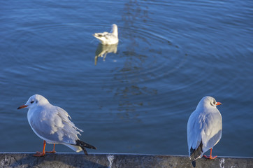 Sea Gulls