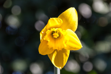 Narcissus/Daffodil