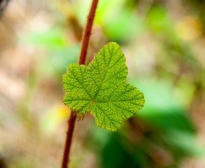 green leaf