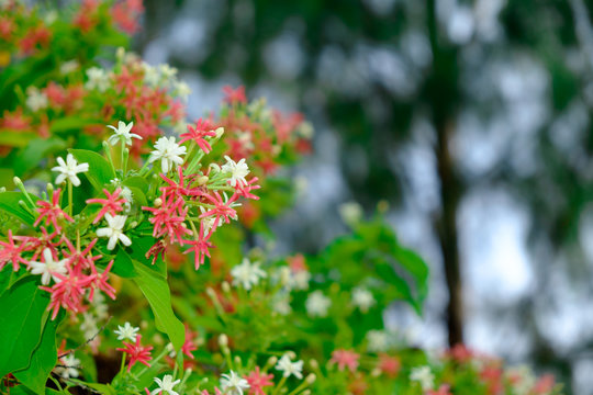Closeup Rangoon creeper colorful flower for background use