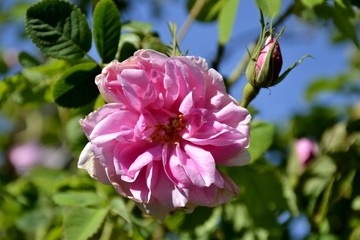 Detail of a wild damascus rose and green leaves