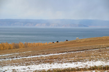 Horses of Baïkal