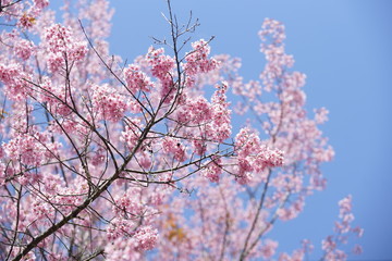 Cherry blossoms, Sakura Flower on blue sky background, Pink flowers on blue sky background