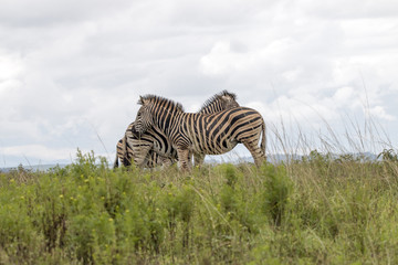 Zebras Grouped Together Resting on Green Grassland