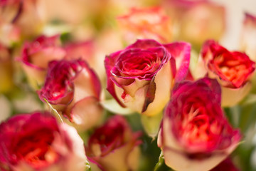 Roses