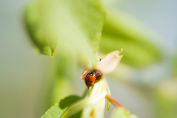  ladybug