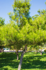 Fototapeta premium Pitsundskie pines on the embankment of Gelendzhik