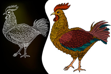 Rooster. Sketch chicken. Hand drawn illustration in Vintage engraving style