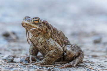 frosch