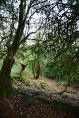 Naklejka premium old tree 3