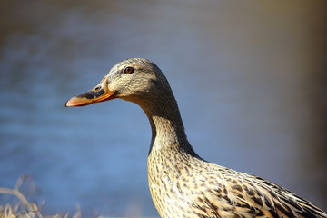 Wild duck