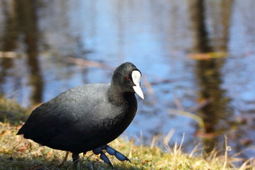Wild duck