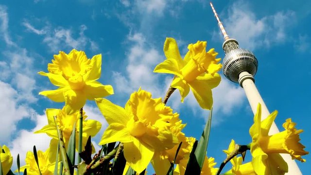 Berlin, tv tower and daffodils on a sunny day