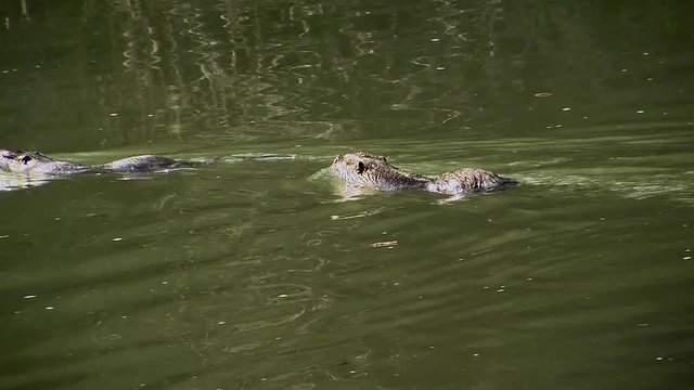 Zwei Nutrias schwimmen in einem Flu&szlig; und tauchen gleichzeitig unter