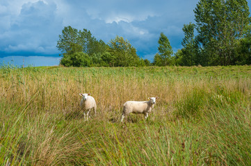 Fototapeta na wymiar Schafe im Naturschutzgebiet Salzwiesen bei der Hohwachter Bucht bei Behrensdorf