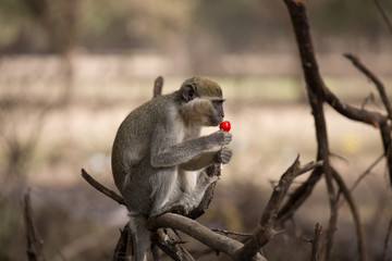 monkey loves lollipop