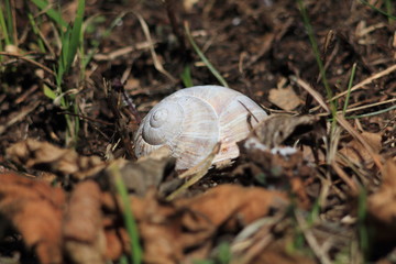 snail shell