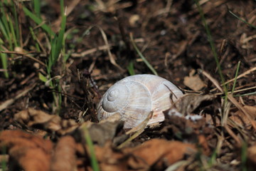 snail shell