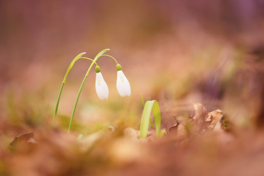 Two Snowdrop flowers