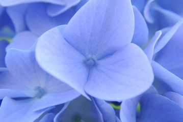 紫陽花の花の青、マクロ撮影 