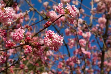 Almond blossom in spring
