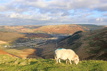 sheep overlooking a valley in Wales